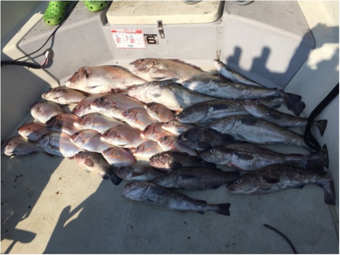 6月4日タラ、完全フカセチャーター の写真