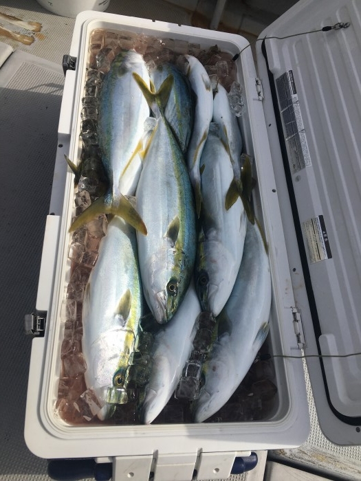 タイラバ、ジギング便 の写真