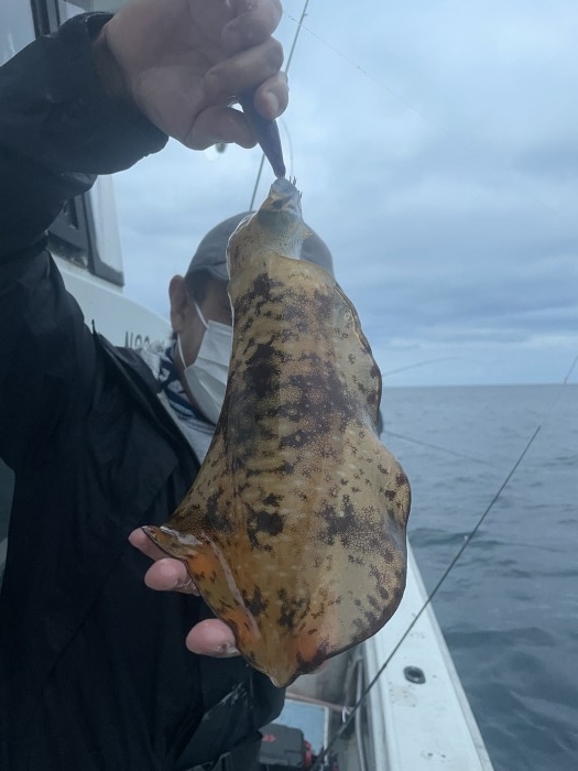 14日アオリTR〜夜アオリ の写真