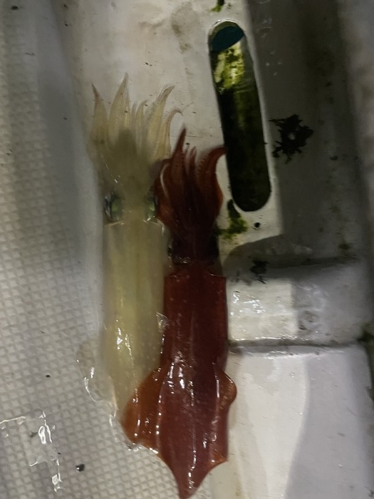 イカメタル便予約急募‼️ の写真