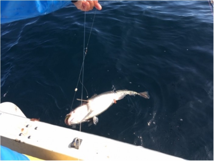 11月18日甘鯛、真鱈リレーチャーター便 の写真