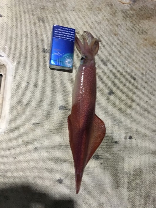 イカメタル便空き状況 の写真