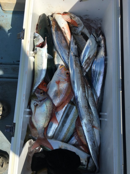 日曜午前便ライトジギング の写真