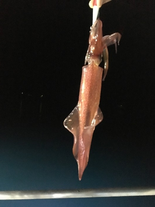 アカイカ行って来ました。 の写真