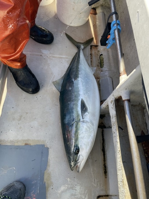 寒鰤　血抜き後で12.28キロ‼️ の写真