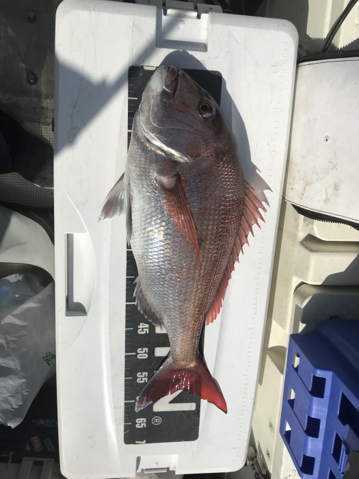 真鯛乗っ込みシーズンが始まりました! の写真