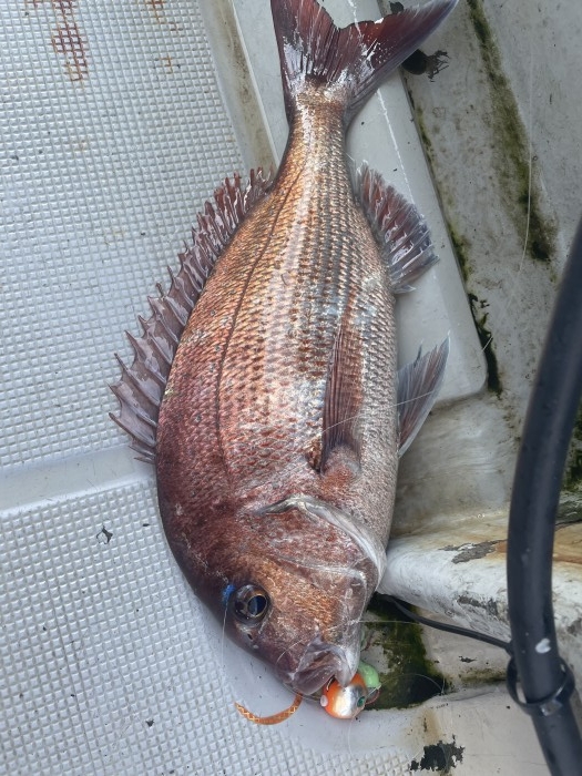 明日からの予定 の写真