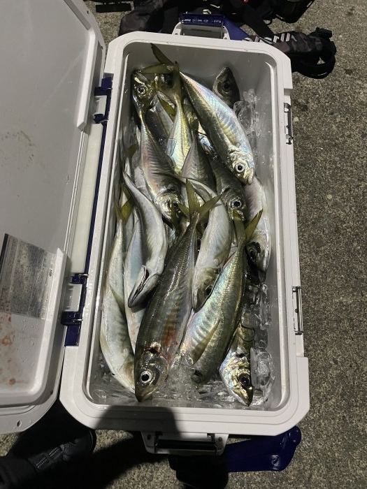 バチコンアジング絶好調! の写真