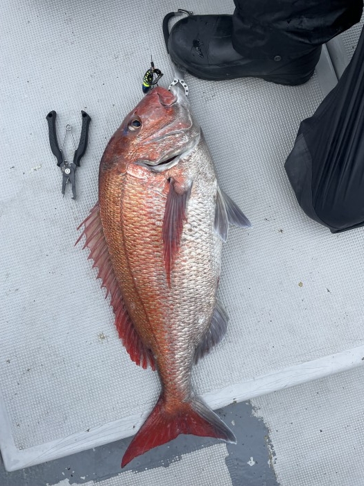 æ˜Žæ—¥ã¯ã‚¿ã‚¤ãƒ©ãƒä¾¿ã§ã™ã€‚ の写真