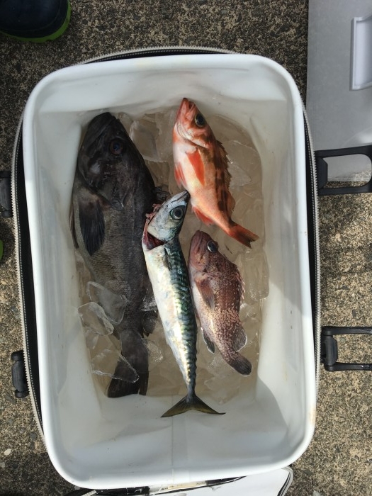 4月28日鯛ラバ便 の写真