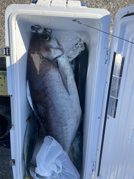 ヤリイカ、ジギングリレー の写真