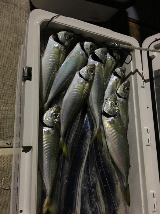 夕方より夜焚き試し釣り の写真