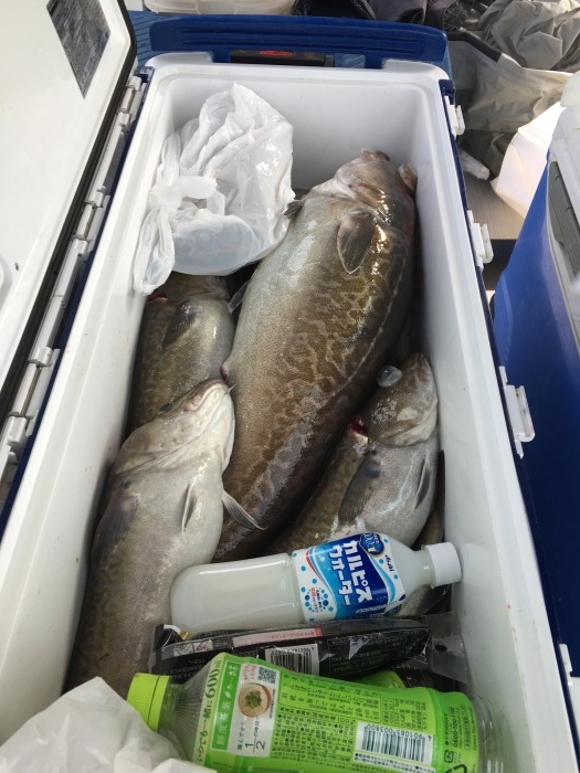 10月17日真鱈 の写真