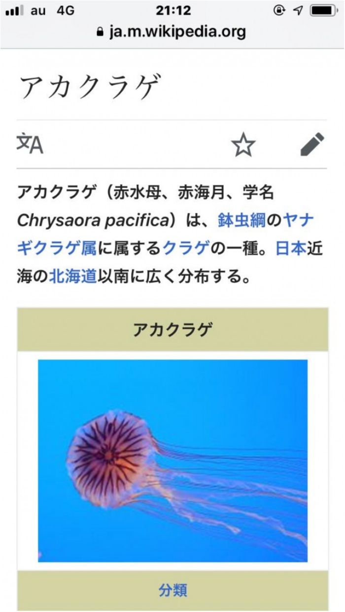 アカクラゲ発生で の写真