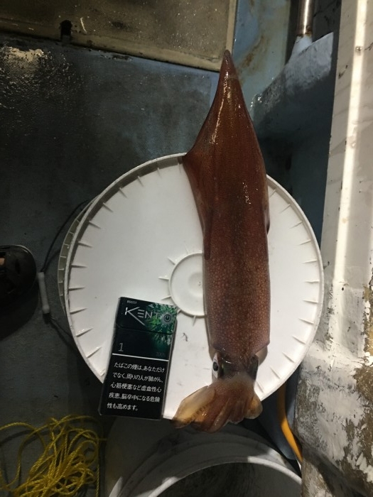 7/19イカメタル便募集 の写真