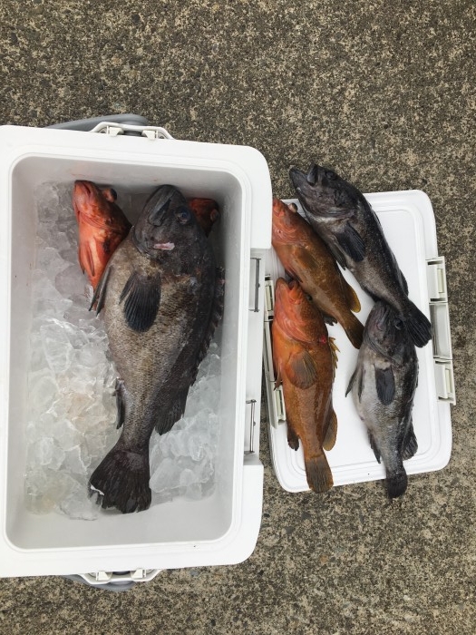 タイラバ、ライトジギング の写真