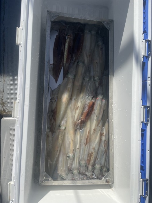 ヤリイカ好調の兆し‼️ の写真