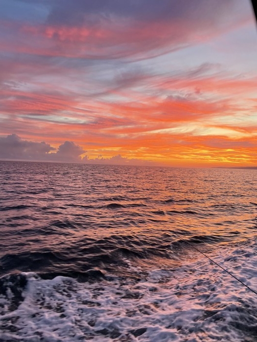 アオリイカ試し釣り募集 の写真