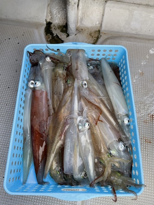 ヤリイカ好釣果 の写真