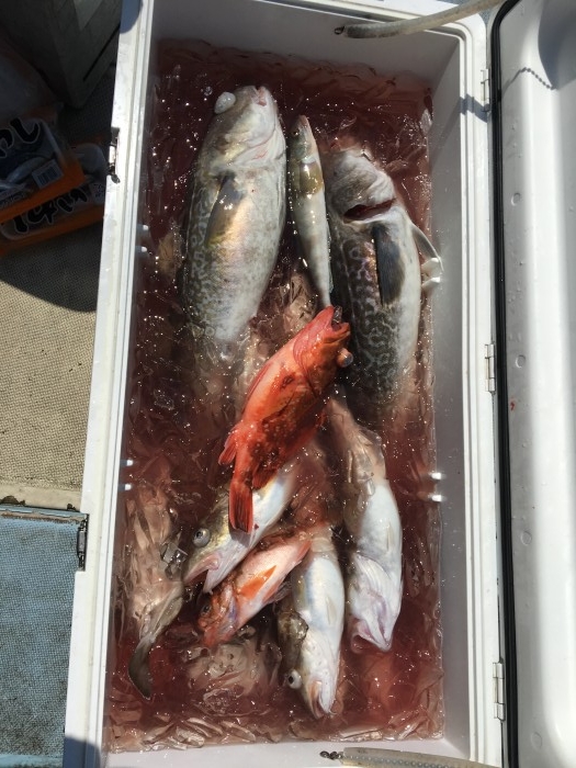 メダイと真鱈リレー の写真