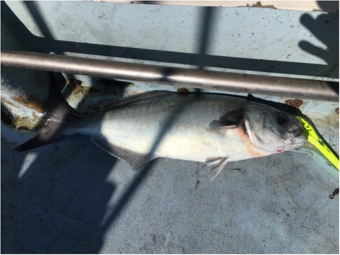 本日は目鯛で出船 の写真