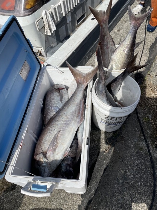 æ˜Žæ—¥ã€æ˜Žå¾Œæ—¥ã¯ãƒ¡ãƒ€ã‚¤ãƒ«ã‚¢ãƒ¼ä¾¿â€¼ï¸ の写真