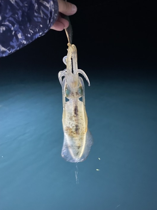 明日アオリイカ出船します。 の写真