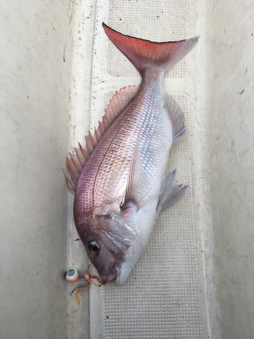 16日日曜日、鯛ラバ乗合 の写真