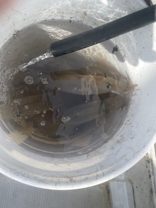 近況報告　ヤリイカ　タイラバ　中深海スロー の写真