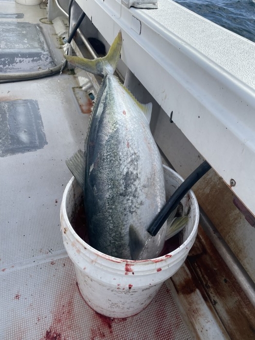 令和5年初釣り の写真