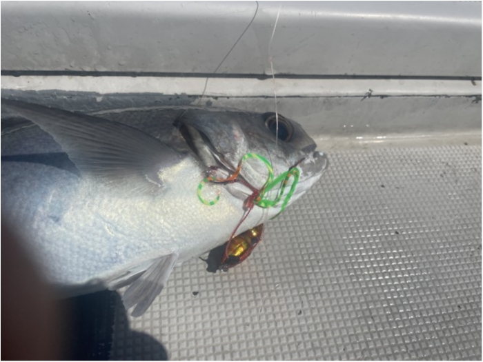 11æ—¥å‡ºèˆ¹å¯èƒ½ã§ã™ã€‚ の写真