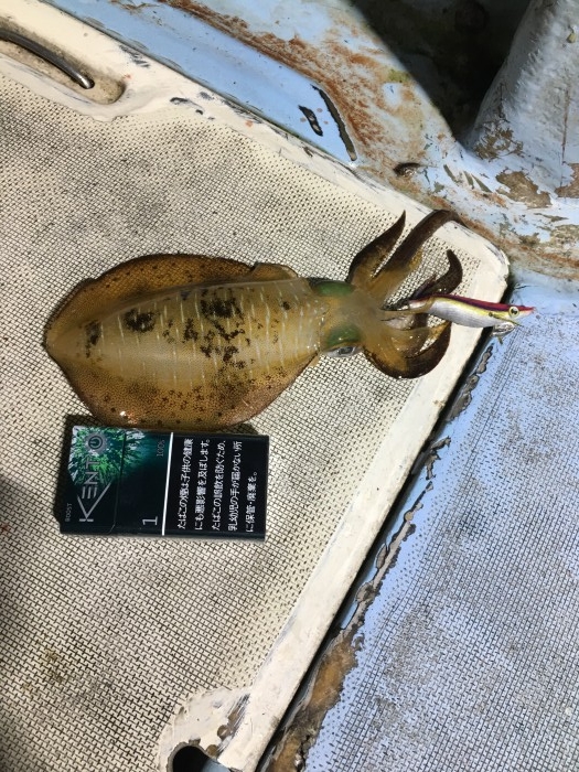 明日午後ティップラン出船 の写真