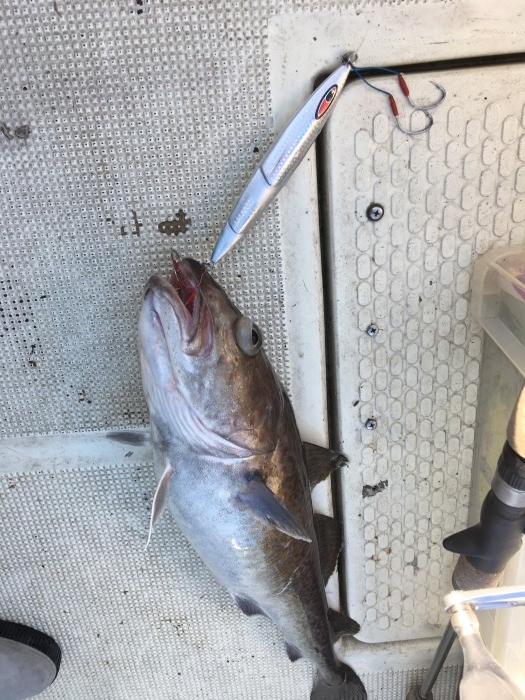 6月12日メダイと真鱈のリレー便 の写真