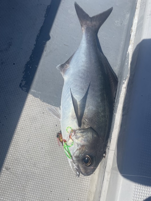 明日ã‹ã‚‰ä¹…々ã®å‡ªäºˆå ±â€¼ï¸æ€¥å‹Ÿã—ã¾ã™ の写真