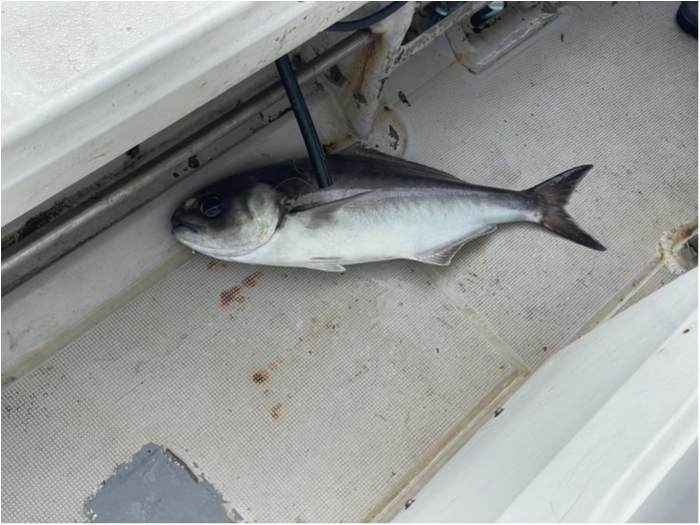 そろそろ目鯛シーズンイン の写真