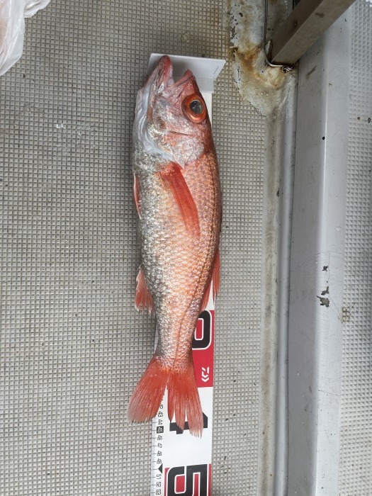 アカムツ餌釣り、料金値下げと、TRアオリ、タイラバ便時間変更 の写真