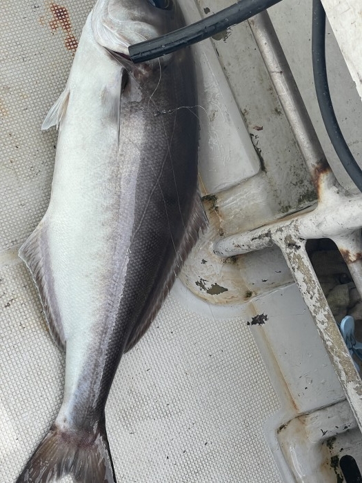 ãã‚ãã‚ç›®é¯›ã€ãƒ¤ãƒªã‚¤ã‚«ã‚·ãƒ¼ã‚ºãƒ³çªå…¥ の写真