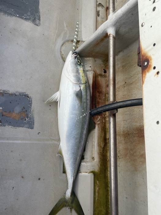 今週水曜日から天気回復 の写真