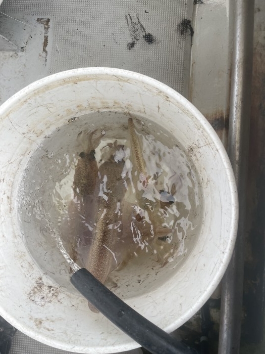 ヤリイカ試し釣り の写真