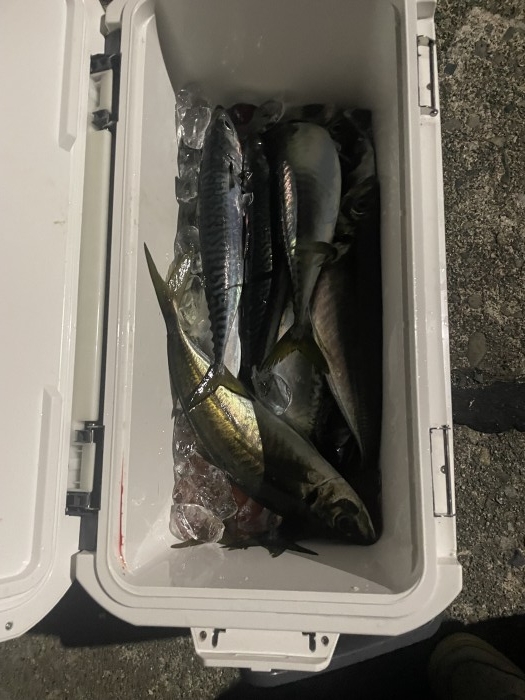 本日夕方6時半よりバチコンイカメタル行きます の写真