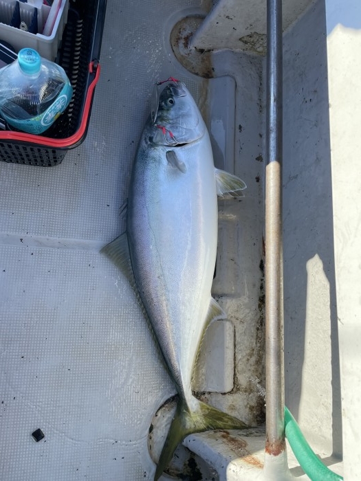 急募‼️明日ジギング空きたっぷり の写真