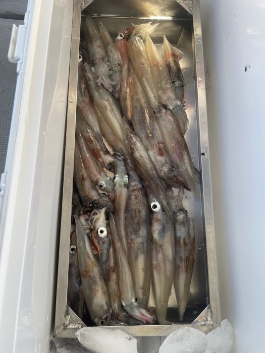 ヤリイカ絶好調ですよ! の写真