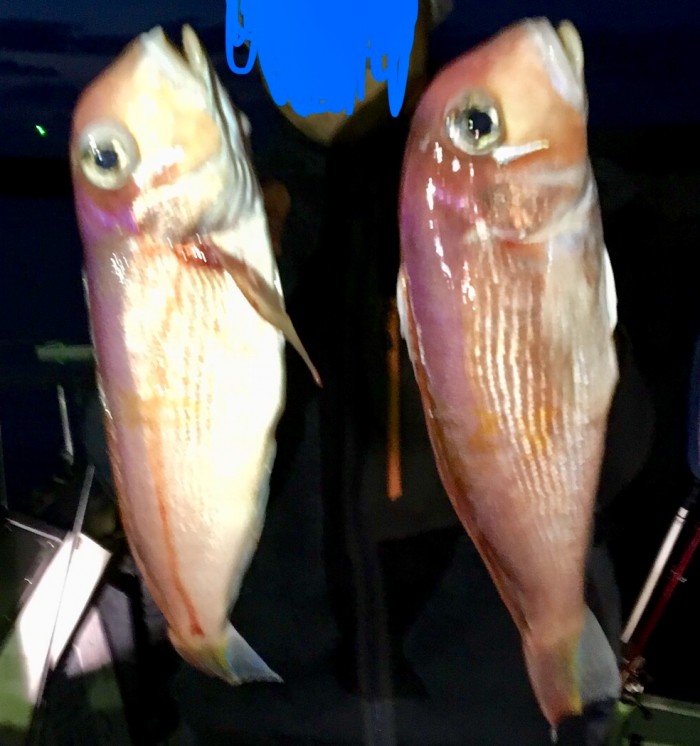 11月16日甘鯛五目釣りチャター の写真