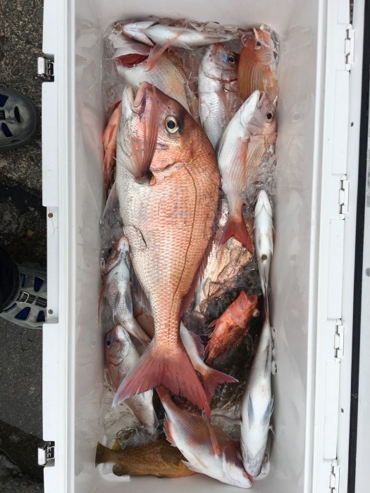 6月29日鯛ラバ、ひとつテンヤ の写真