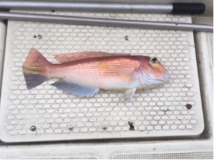 12月23日五目釣り便 の写真