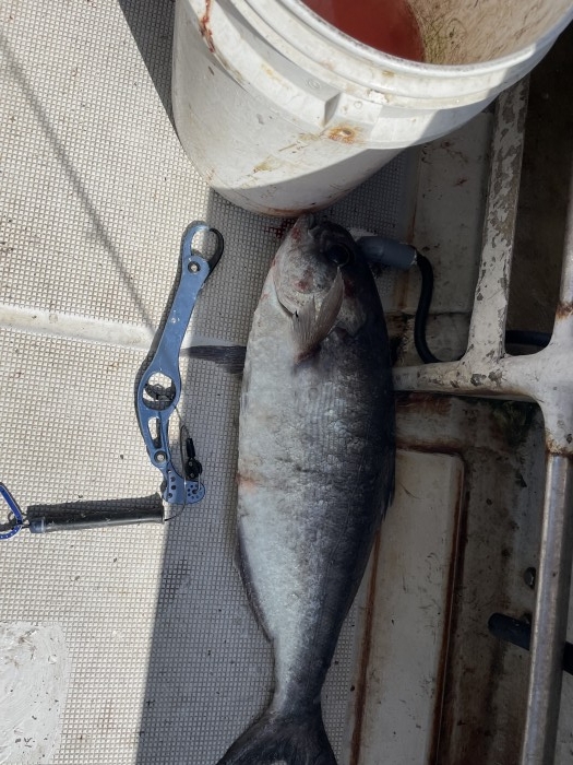 æ˜Žæ—¥ã¯ç›®é¯›ãƒ«ã‚¢ãƒ¼ä¾¿å‹Ÿé›†ä¸­ の写真