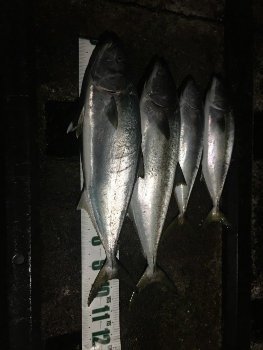 ヒラマサファンに朗報 の写真