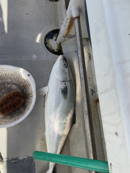 ジギングシーズンイン! の写真