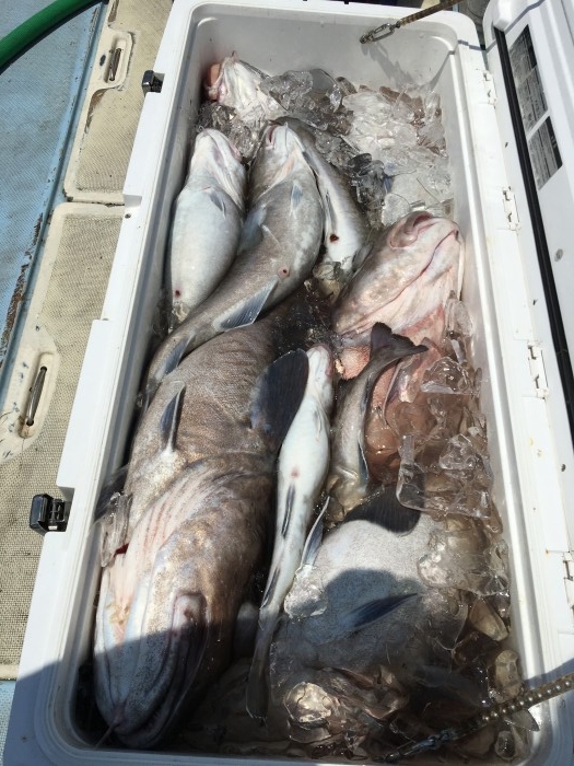 本日の真鱈釣り の写真