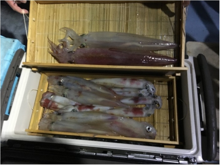 アカイカ便 の写真